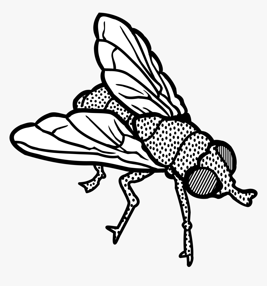 Big Image - Fly Clipart Black And White, HD Png Download, Free Download