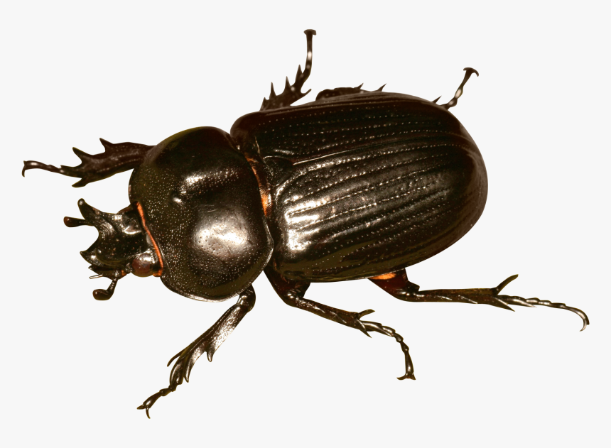 Beetle Png, Transparent Png, Free Download