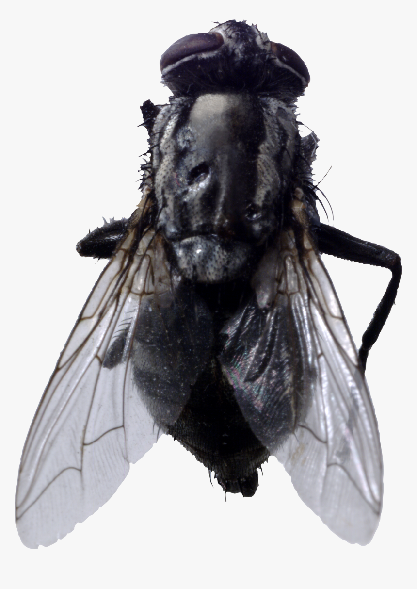 Fly Png Image - Horsefly Png, Transparent Png, Free Download