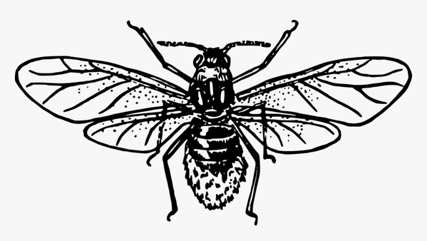 Wings, Insect, Pest, Aphid, Bug, Fly - Aphid Clipart, HD Png Download, Free Download