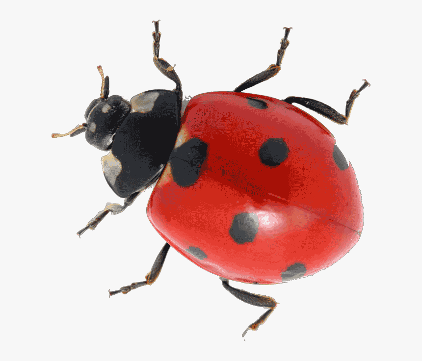 Lady Bug, HD Png Download, Free Download