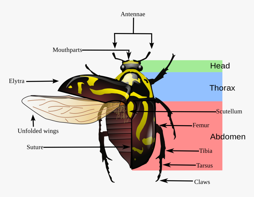 Variegated Mud Loving Beetle Diagram, HD Png Download, Free Download