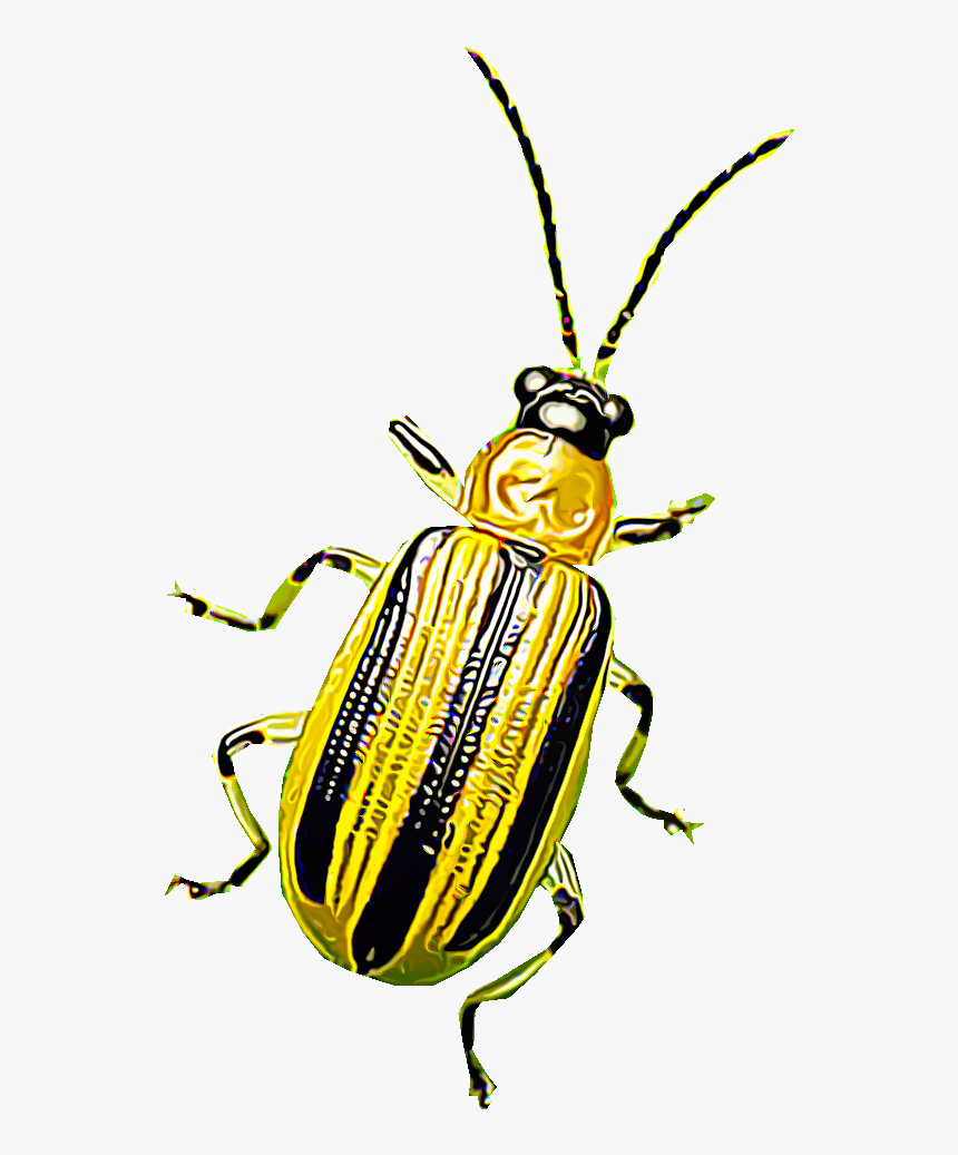 Leaf Beetle, HD Png Download, Free Download