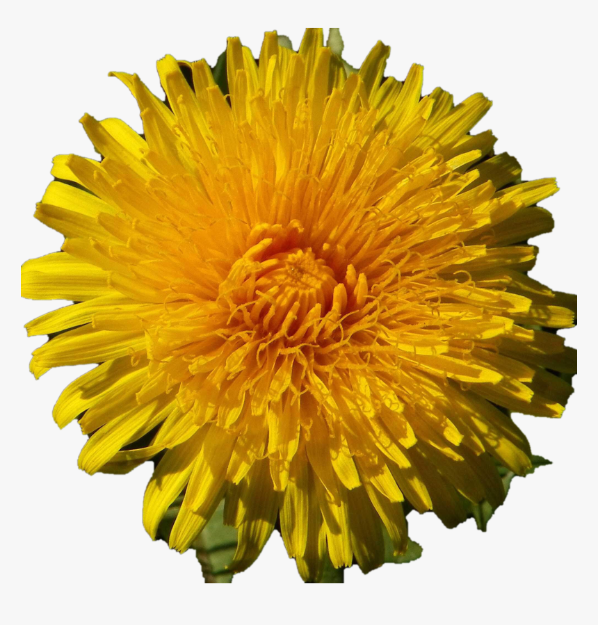 Dandelion, HD Png Download, Free Download