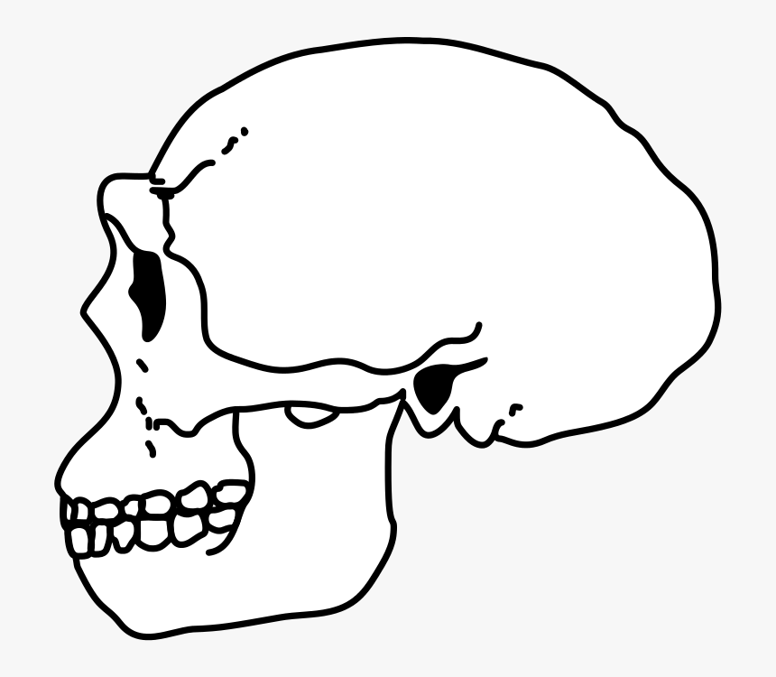 Erectus Skull - Homo Habilis Skull Art, HD Png Download, Free Download