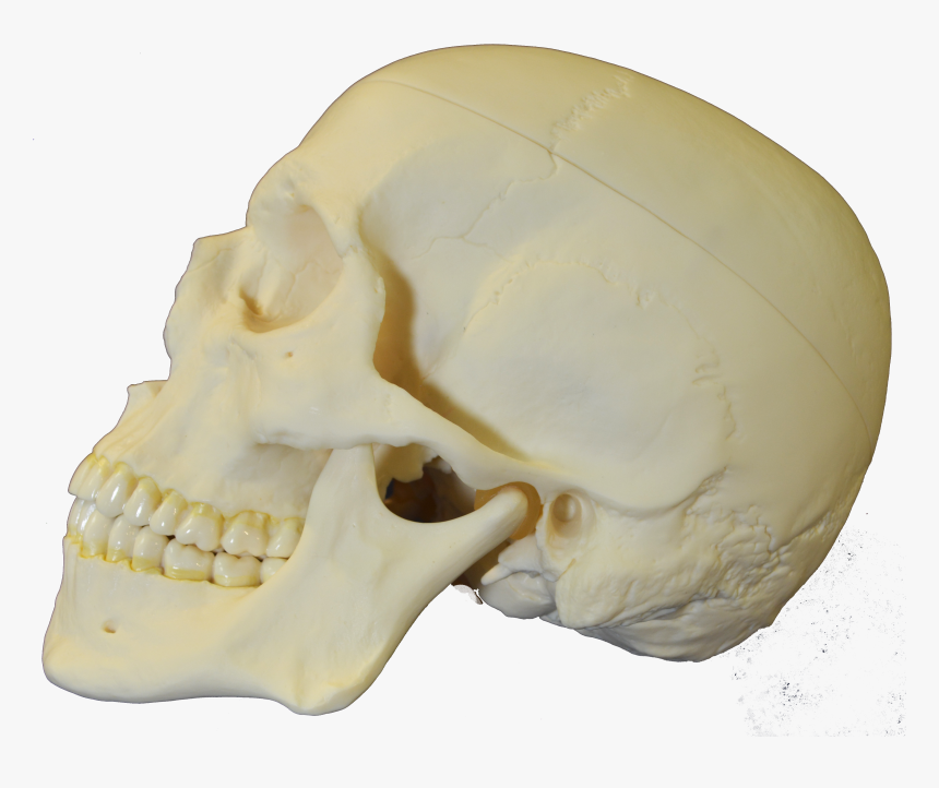 File - Skull-lateral - Skull, HD Png Download, Free Download