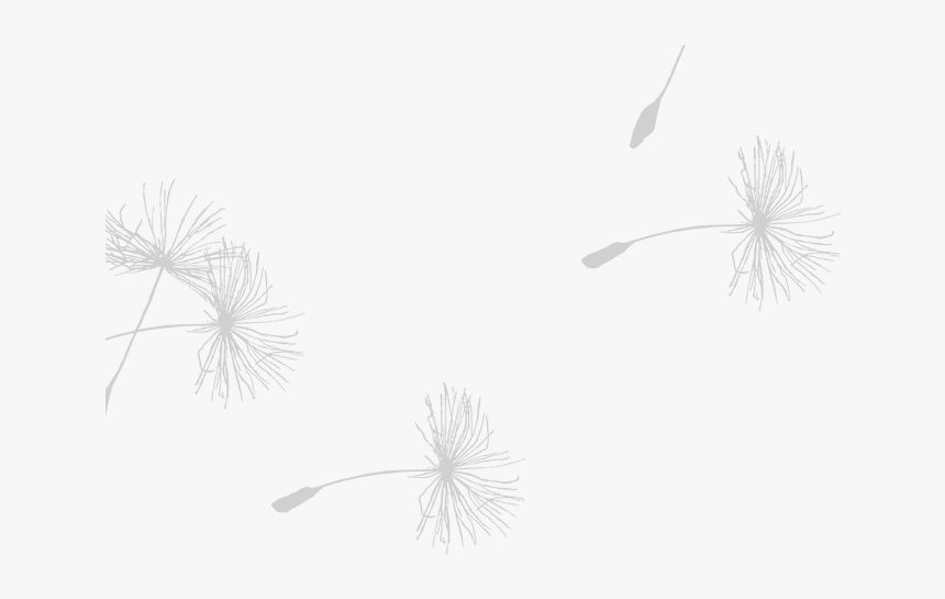 Dandelion Seed Png - Dandelion, Transparent Png, Free Download