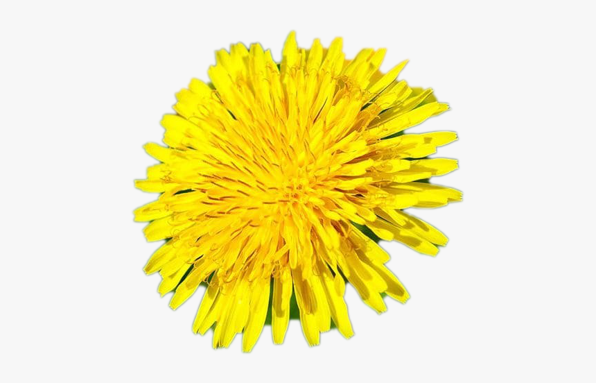 Dandelion, HD Png Download, Free Download