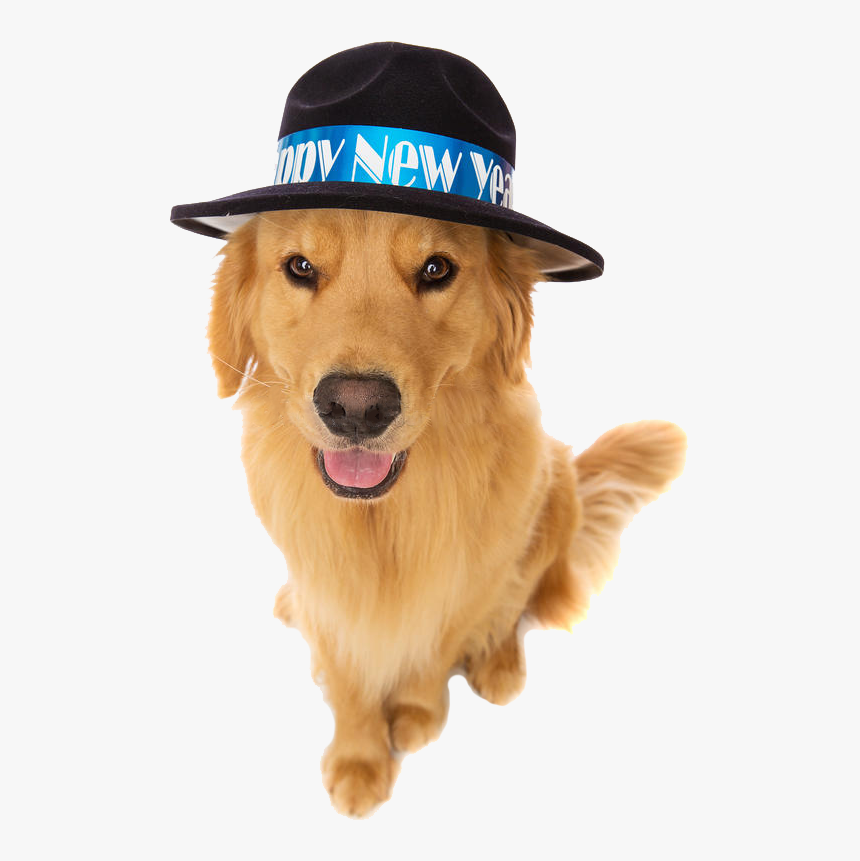 New Years Eve Dog, HD Png Download, Free Download