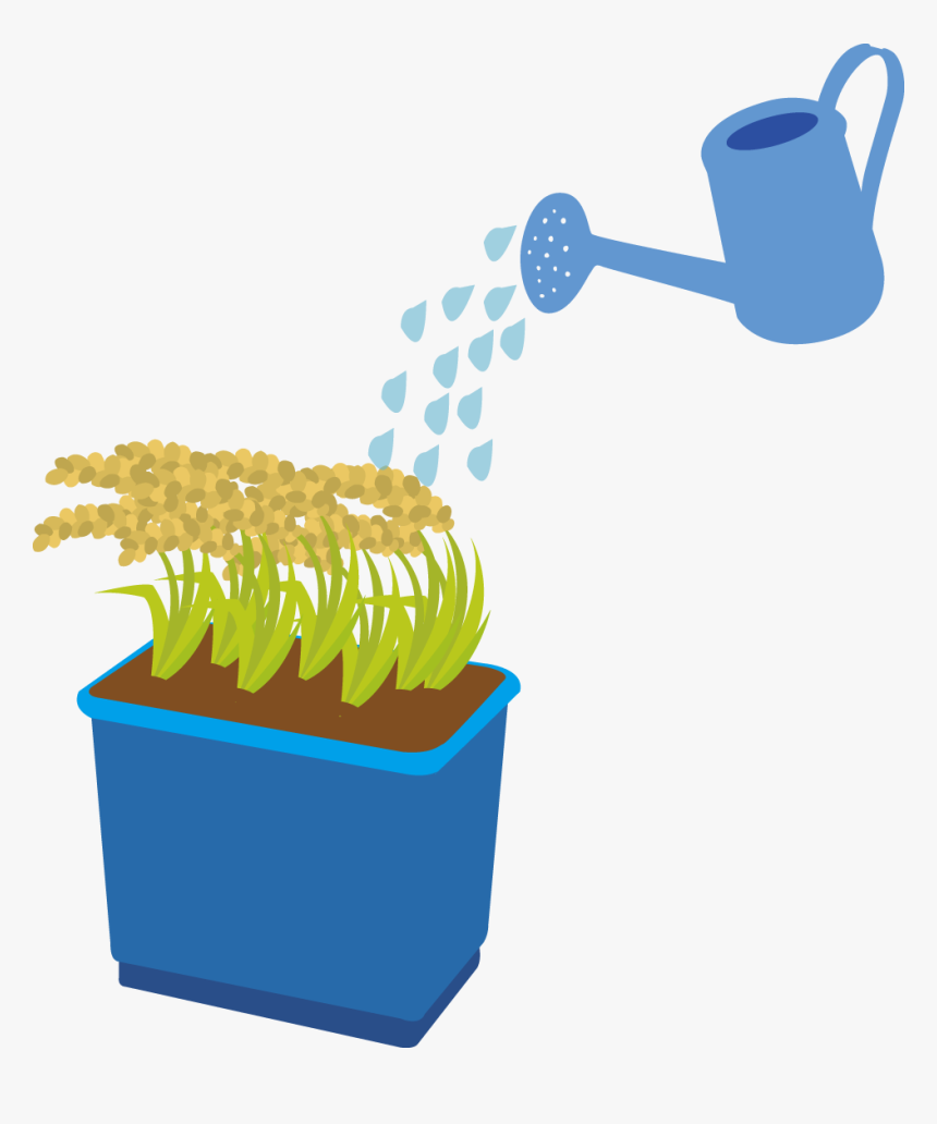 Rice Can Also Be Grown In A Bucket Or Planter At Home, HD Png Download, Free Download