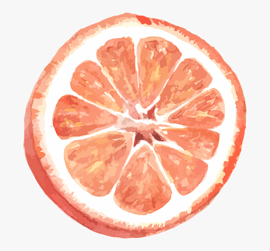 Grapefruit, Citrus, Vector, Watercolor, Incision - Grapefruit Pun, HD Png Download, Free Download