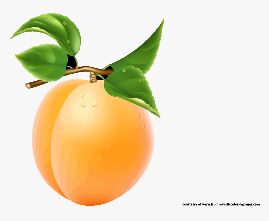 Downloads 7 Apricot Royalty Free Clipart - Single Fruits Images With Names, HD Png Download, Free Download
