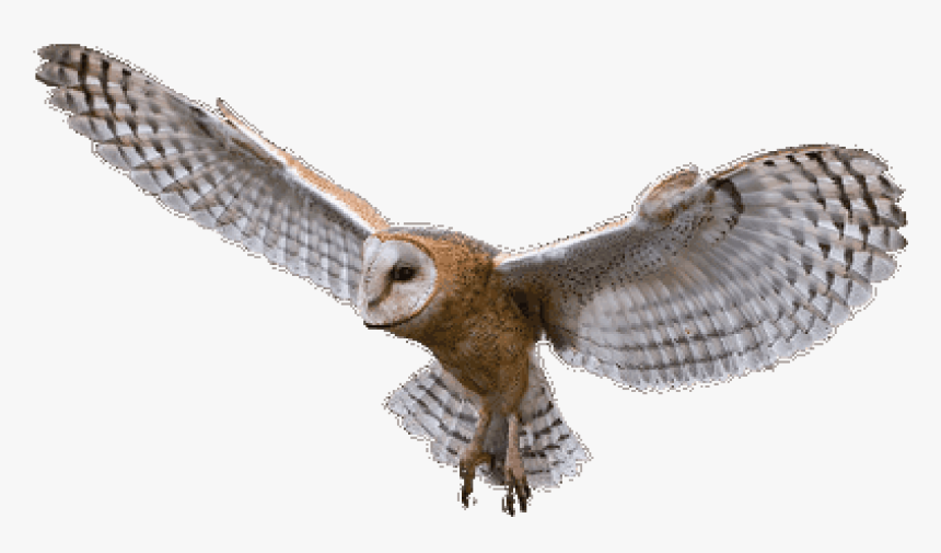 Barn Owl Clipart - Barn Owl Png, Transparent Png, Free Download