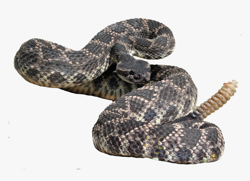 Eastern Diamondback Rattlesnake Hognose Snake Kingsnakes - Eastern Diamondback Rattlesnake, HD Png Download, Free Download