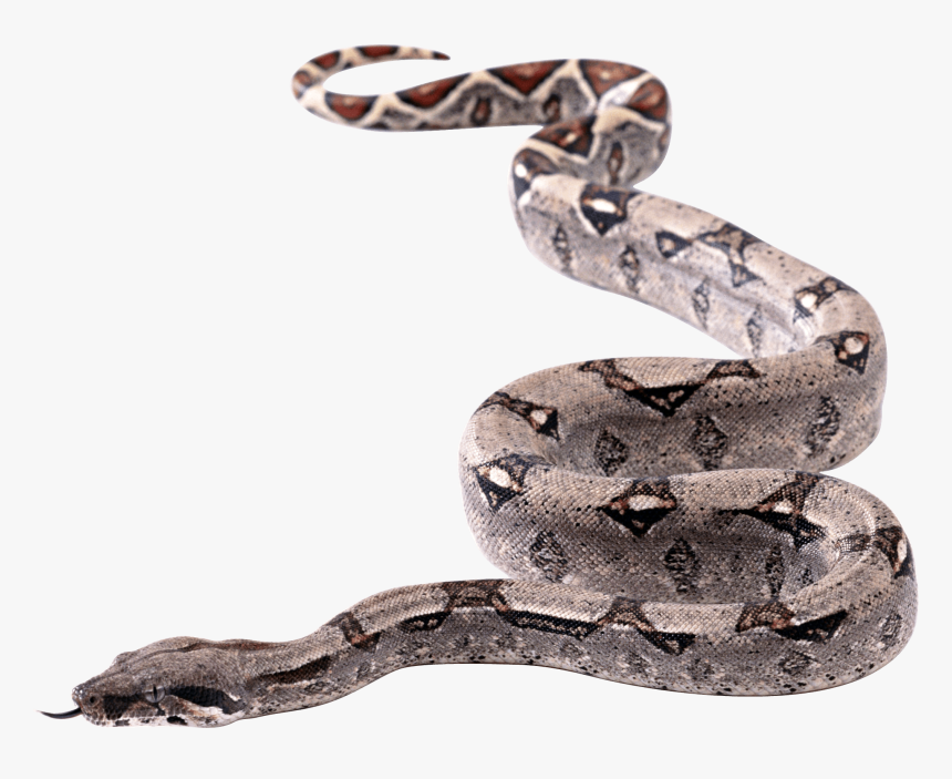 Snakes Png - Snake - Snake Transparent Background, Png Download, Free Download