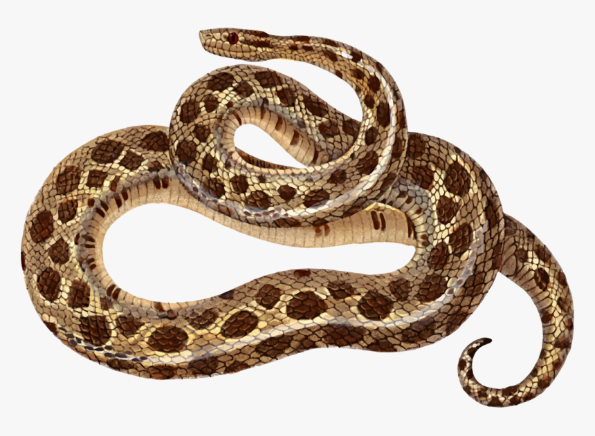 Sidewinder,eastern Diamondback Rattlesnake,reptile - Sidewinder Png, Transparent Png, Free Download