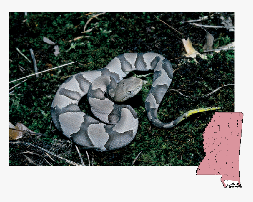 Grey Colored Copperhead, HD Png Download, Free Download