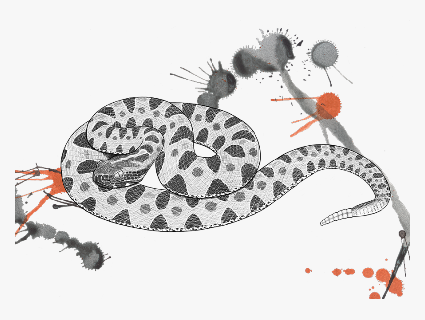 Venomous Pharmaceuticals Sistrusrus Miliarius Barbouri - Pigmy Rattlesnake Drawing, HD Png Download, Free Download