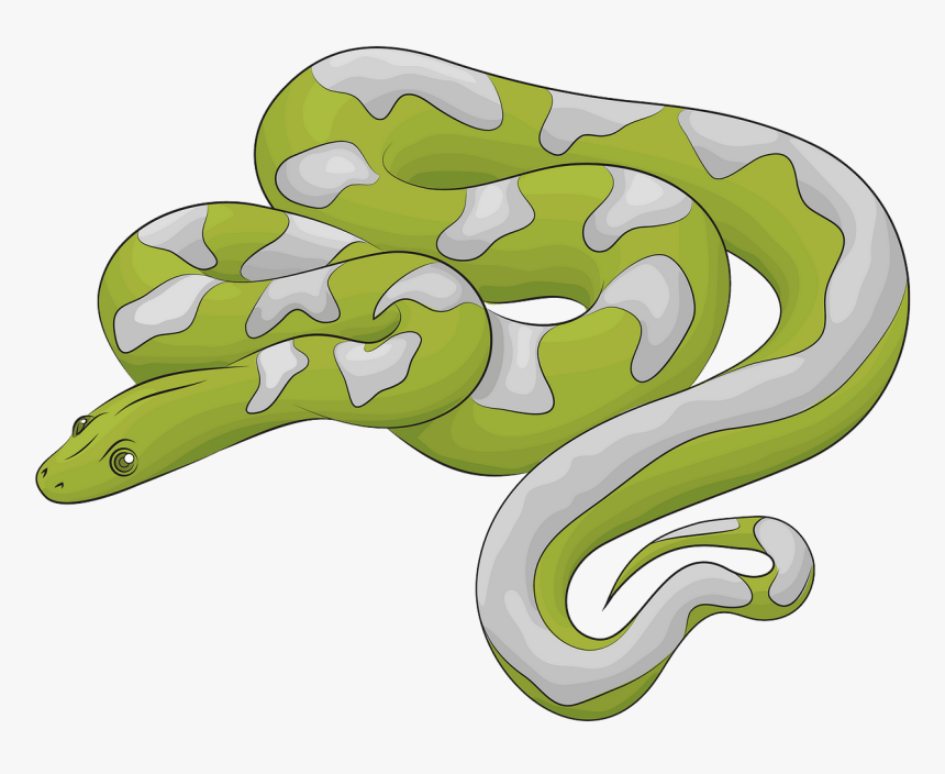 Burmese Python, HD Png Download, Free Download