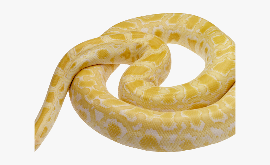 Rattlesnake Png Transparent Images - 15 Foot Yellow Python, Png Download, Free Download