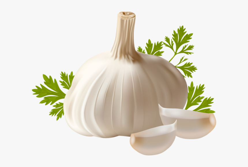 Garlic Png - Garlic Clipart, Transparent Png, Free Download