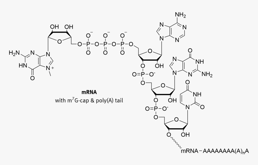 5 Prime Cap - 8 Ohdg Oxidative Stress, HD Png Download, Free Download