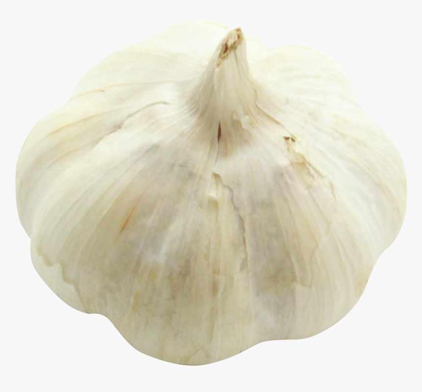 Garlic Png Image - Elephant Garlic, Transparent Png, Free Download