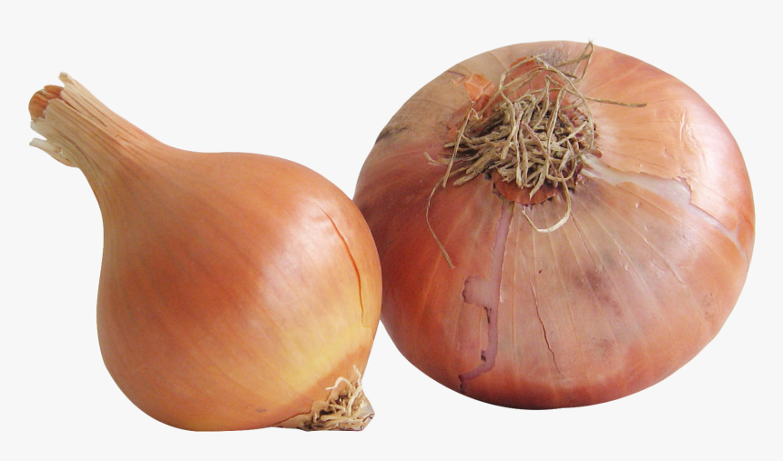Fresh Onion Png, Transparent Png, Free Download