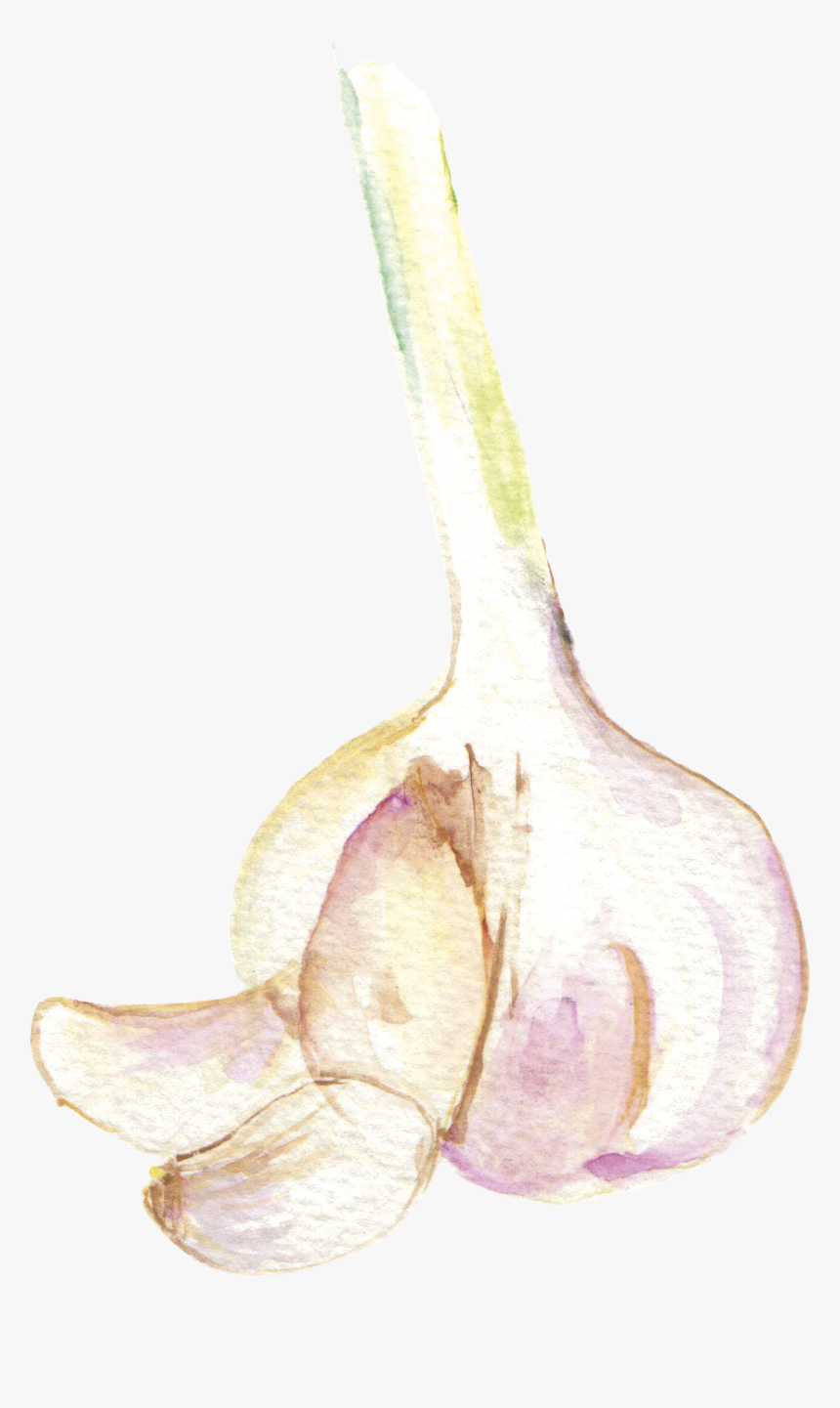 File - 大蒜garlic - Angel's Trumpets, HD Png Download, Free Download