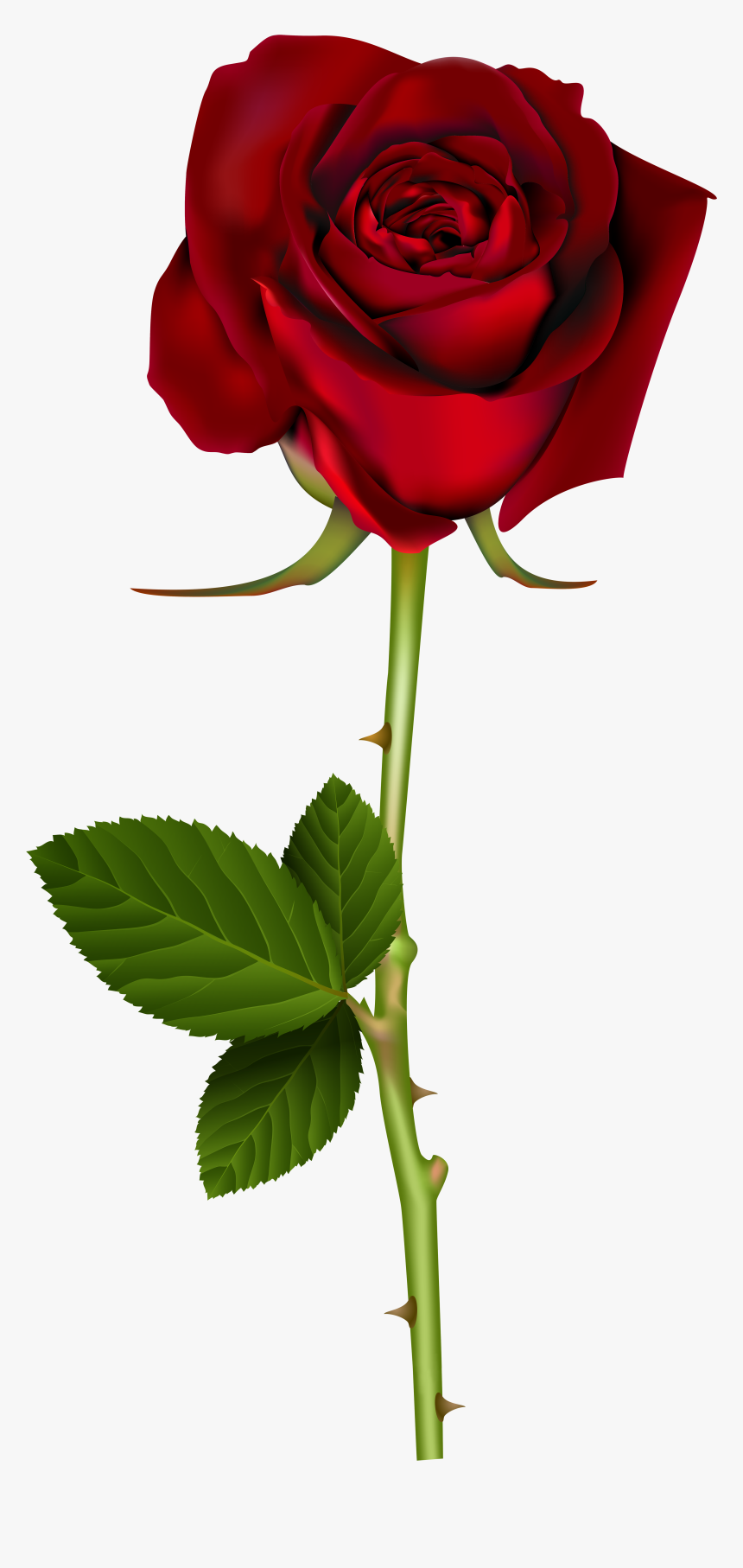 Transparent Background Rose Png, Png Download, Free Download