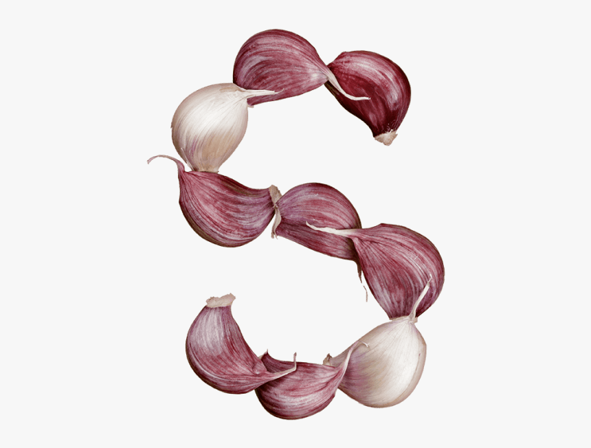 Garlic Font - Red Onion, HD Png Download, Free Download