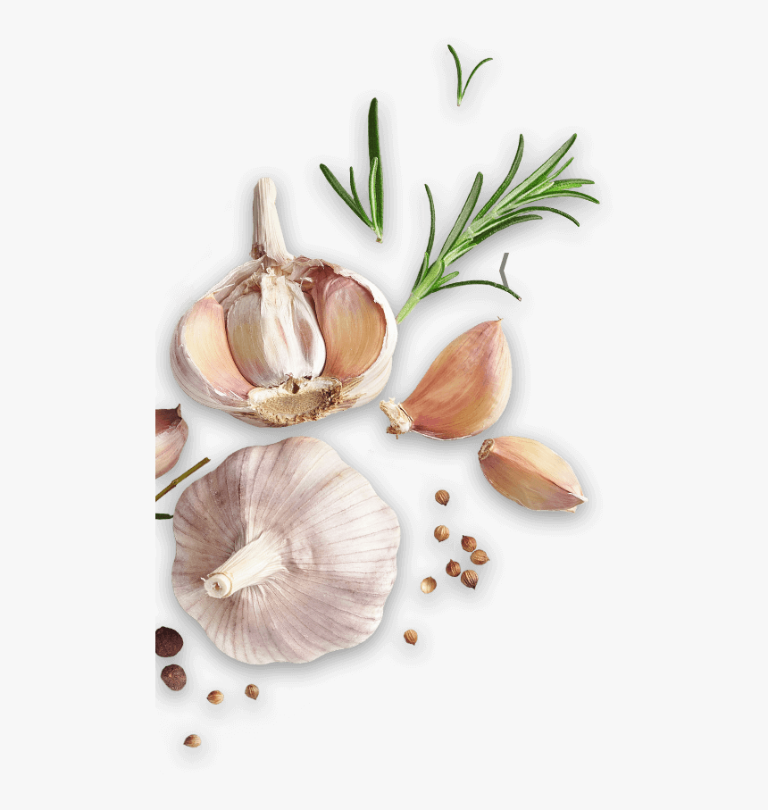 Garlic, HD Png Download, Free Download