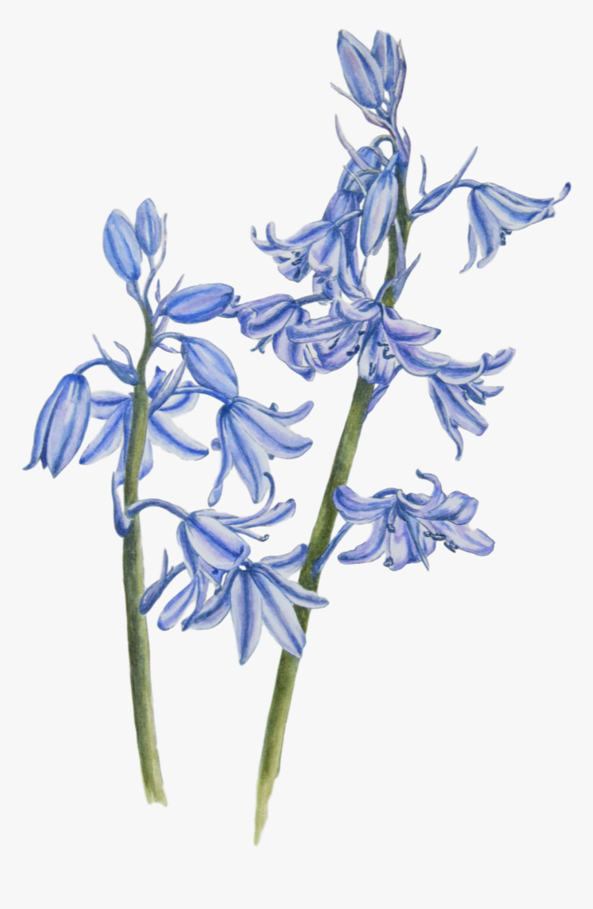 Bluebell Png Image Background - Bluebells With No Background, Transparent Png, Free Download