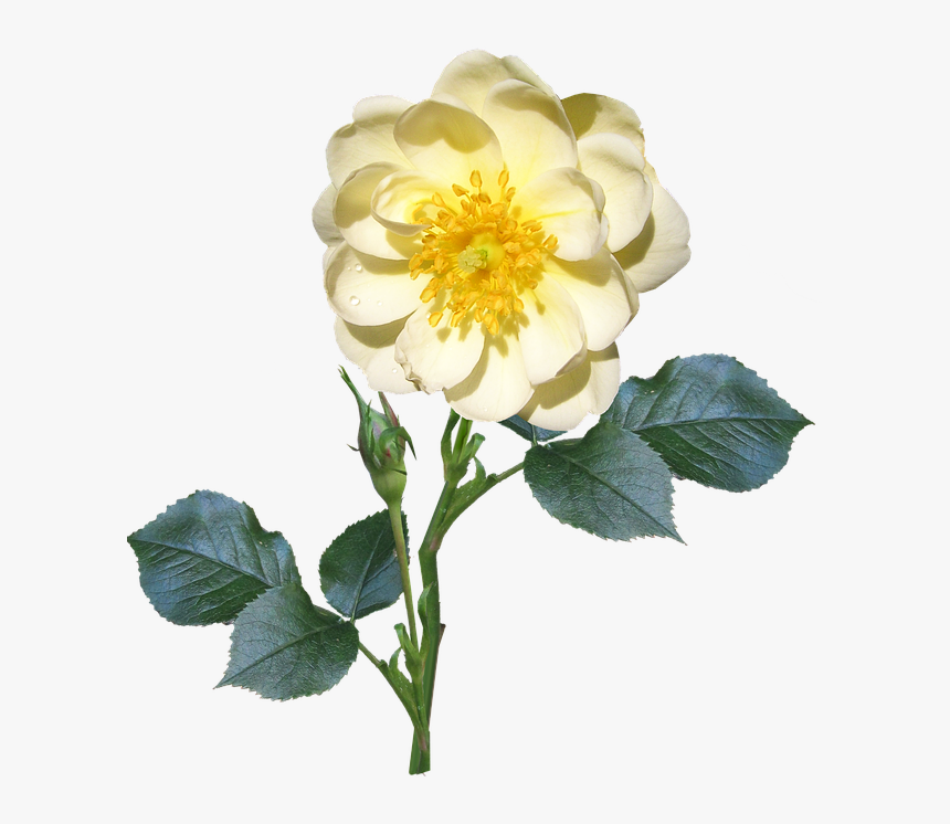 Rose, Stem, Single, White, Flower - Single Flower And Stem, HD Png Download, Free Download