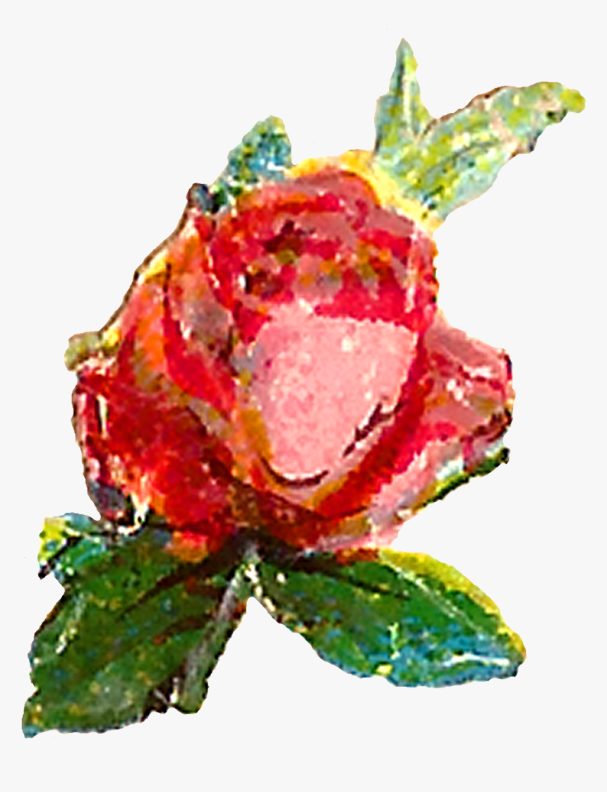 The First Pink Rose Clip Art Is Of A Single Flower - Garden Roses, HD Png Download, Free Download