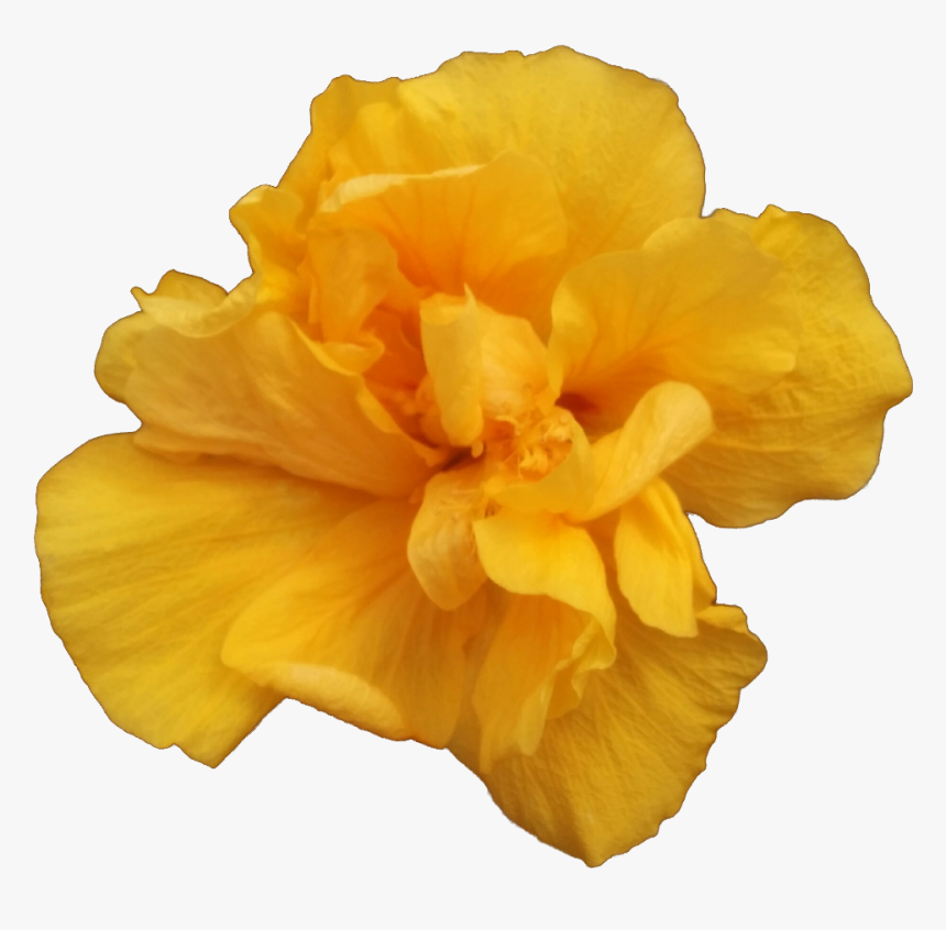 A Single Yellow Rose - Carnation, HD Png Download, Free Download