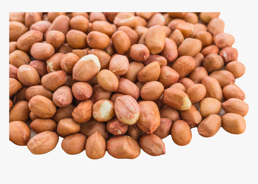 Transparent Peanut Png - Transparent Peanut, Png Download, Free Download