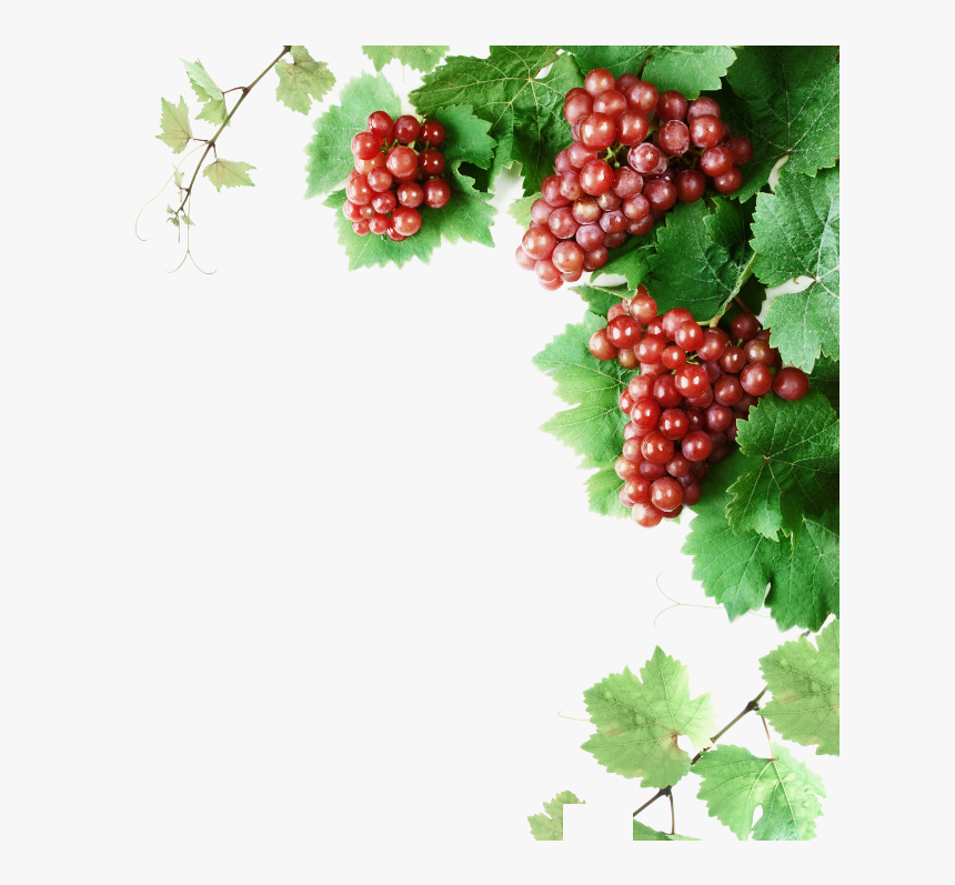 Grape Vines Png - Grape Vines Clip Art, Transparent Png, Free Download