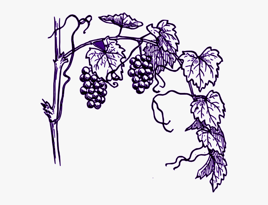 Transparent Grape Clipart - Vineyard Clipart, HD Png Download, Free Download
