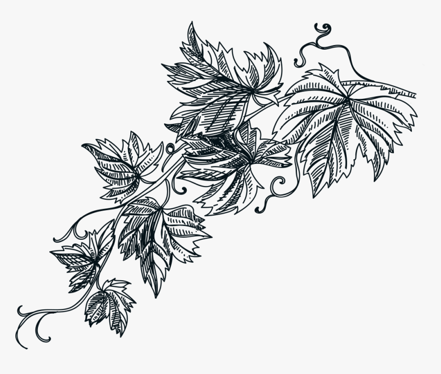 Grape Leaves Graphic - Illustration, HD Png Download, Free Download