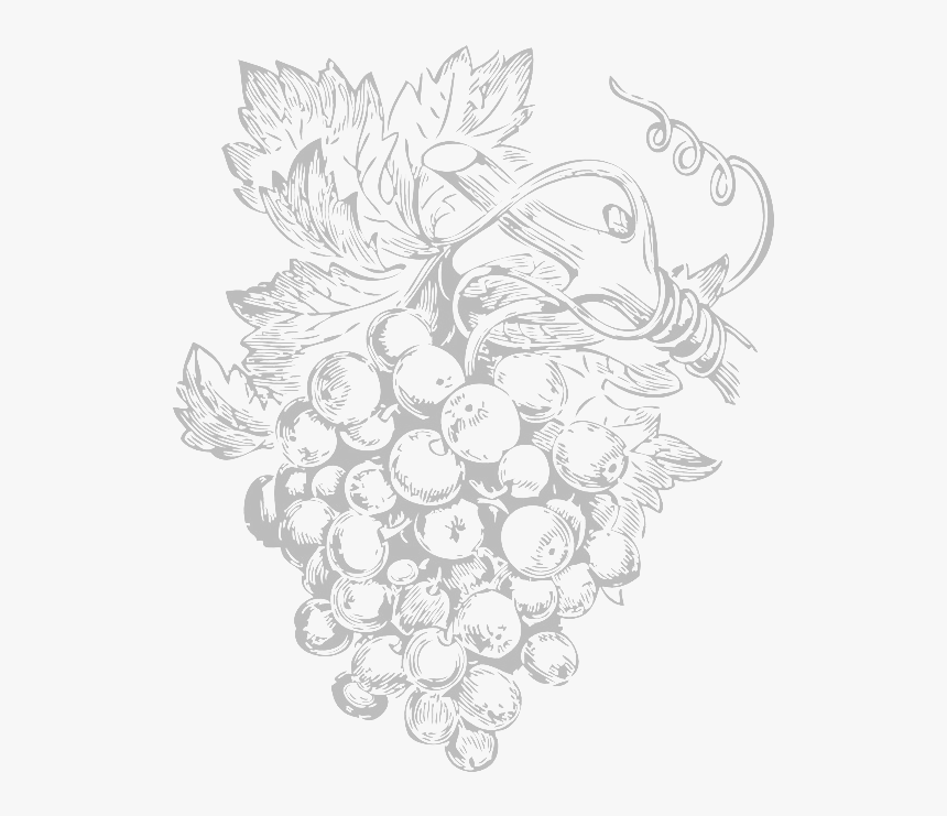 Vines - Grape Vine Botanical Illustration, HD Png Download, Free Download