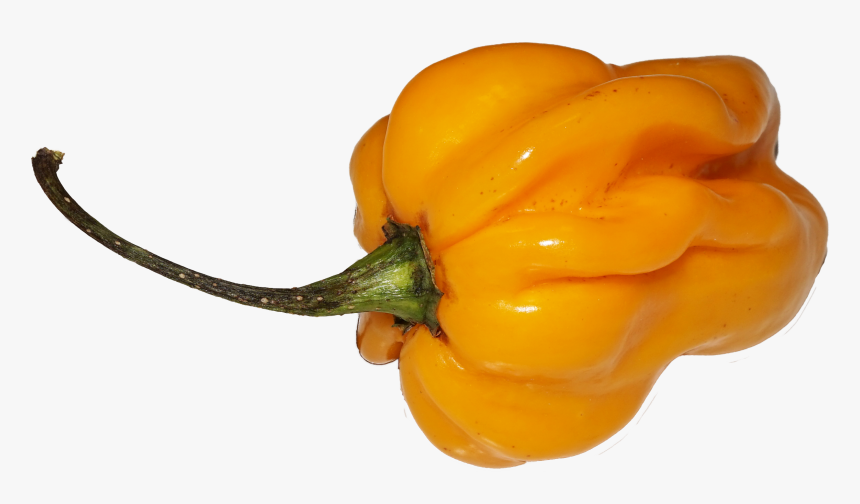 Yellow Chili - Habanero Png, Transparent Png, Free Download