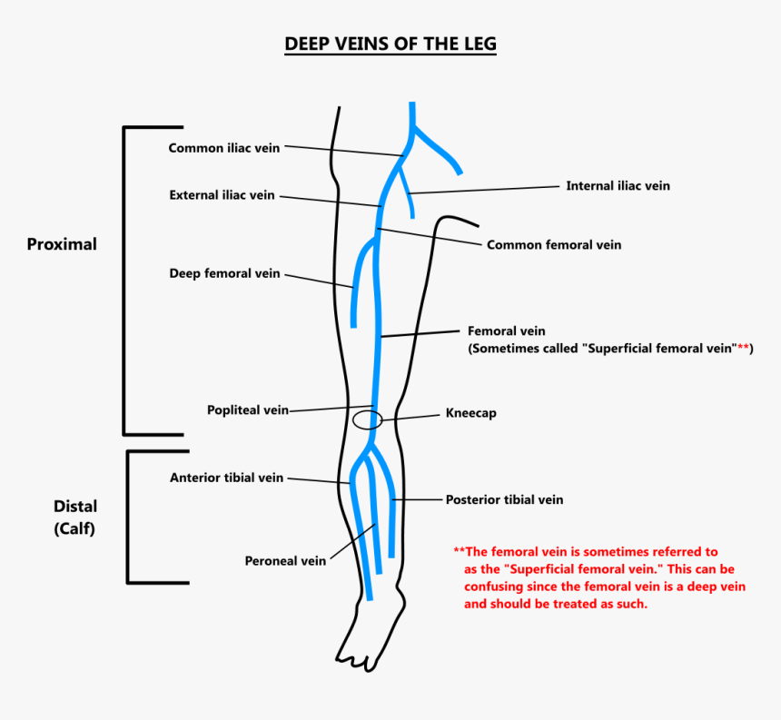 Deep Veins Leg, HD Png Download, Free Download