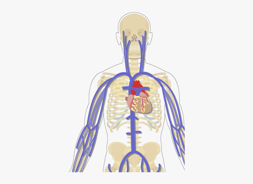 Unlabelled Image Of The Major Systemic Veins Of The - Arteries And Veins Unlabeled Test, HD Png Download, Free Download