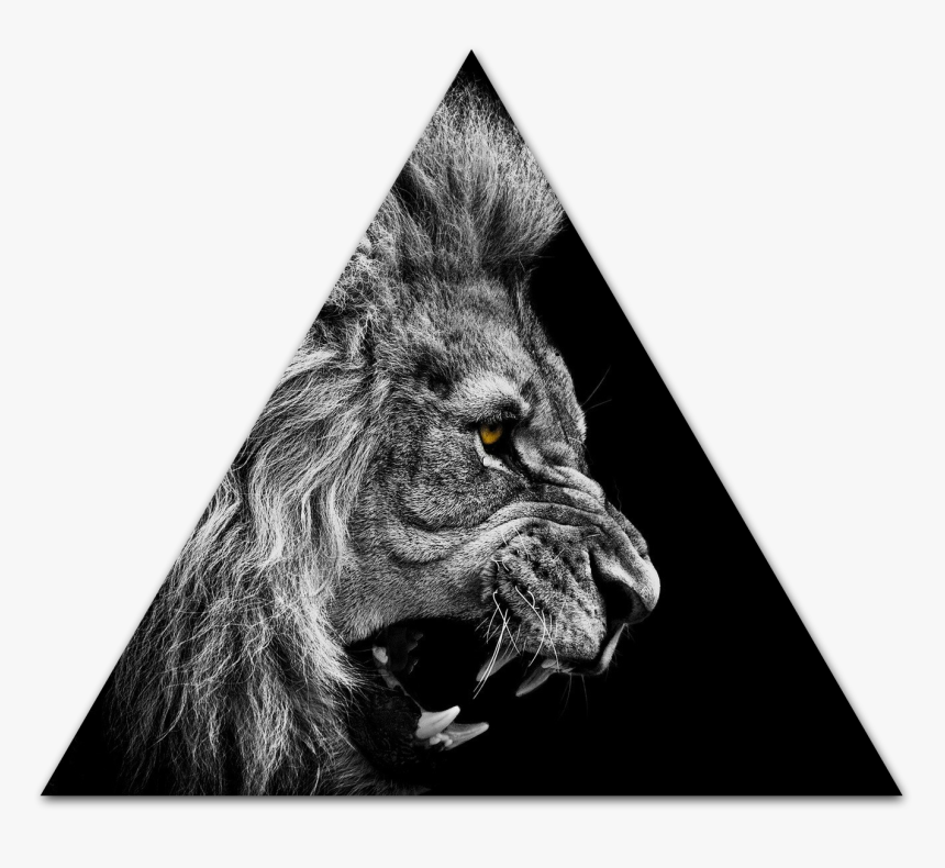 Lion Roar Wallpaper High Quality - Animal Wallpaper Iphone 5, HD Png Download, Free Download