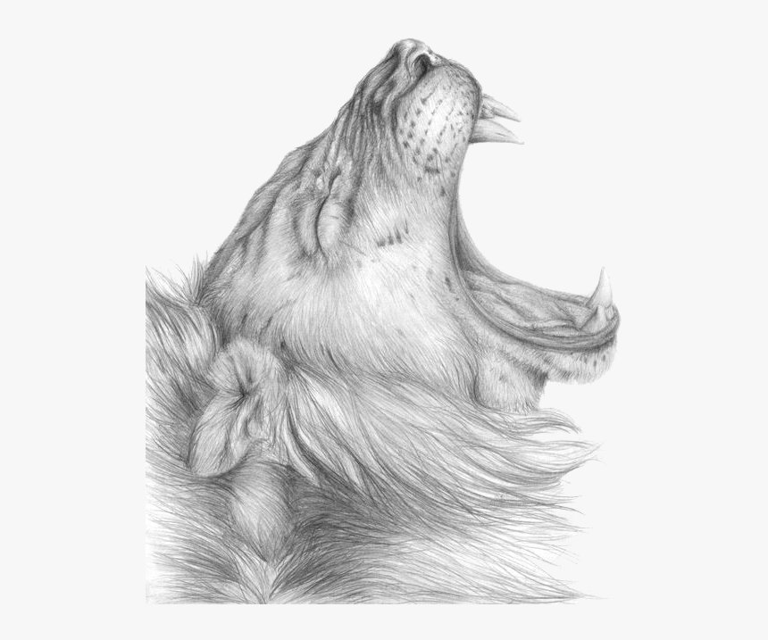Transparent Lion Roar Png - Drawing, Png Download, Free Download