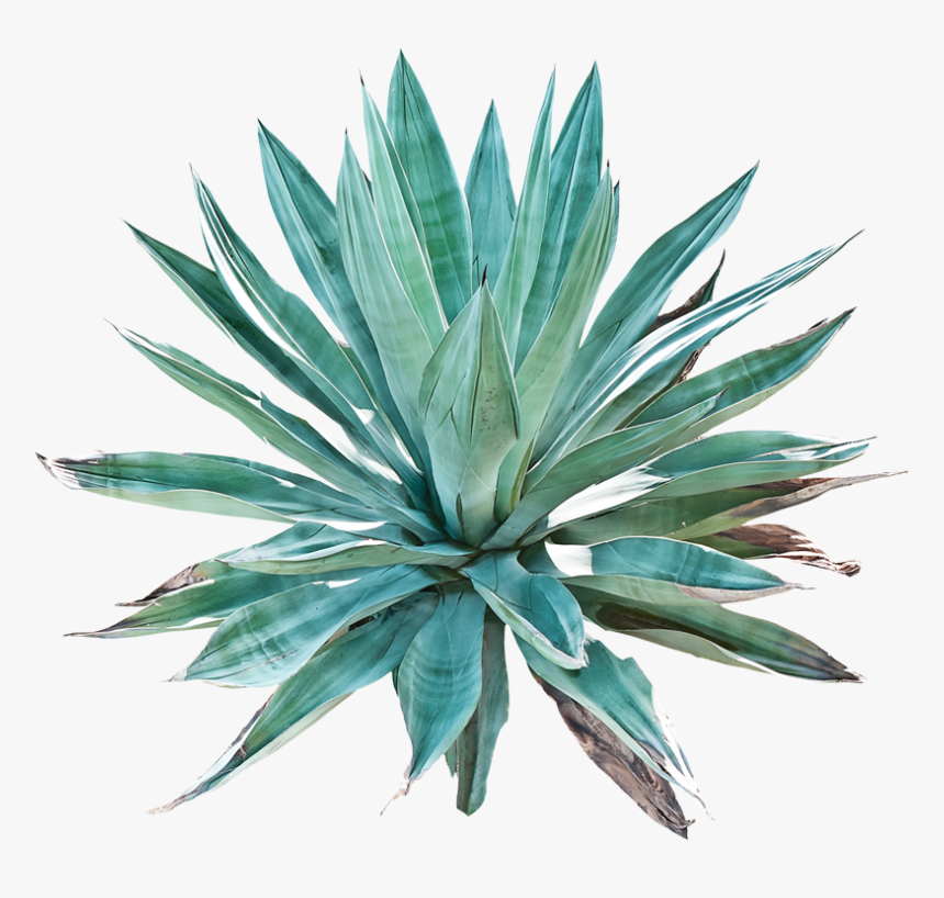 Agave - Succulents And Cactus Art, HD Png Download, Free Download