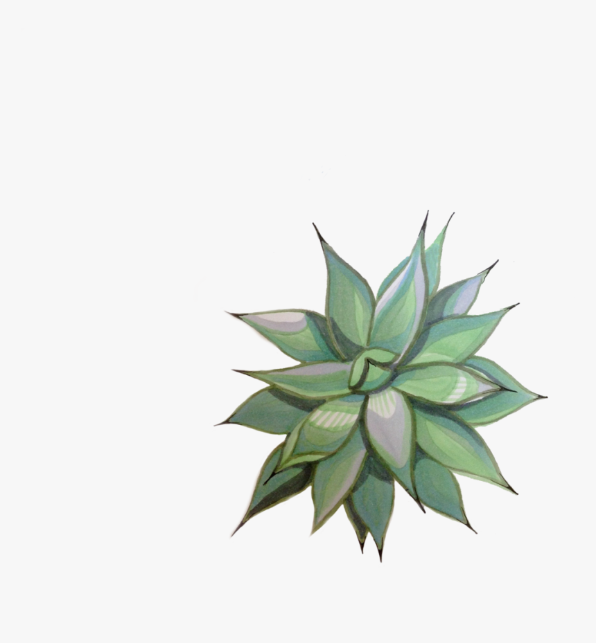 Transparent Succulents Png - Agave, Png Download, Free Download