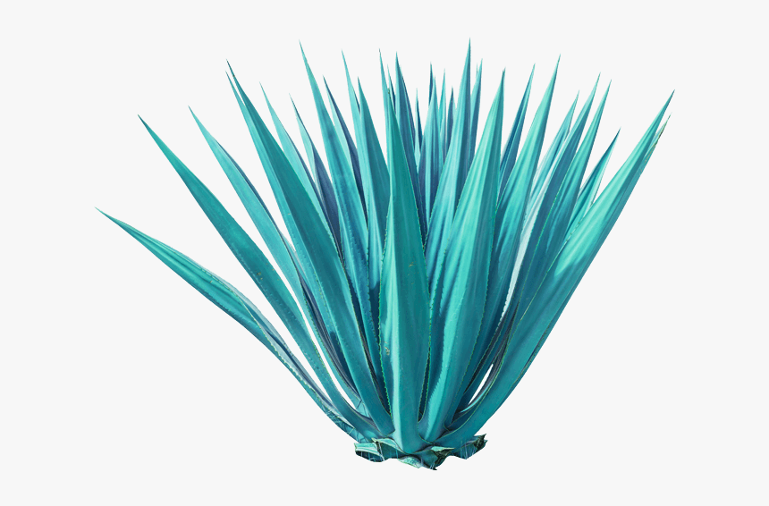 Transparent Agave Png - Agave Tequilana Weber Png, Png Download, Free Download