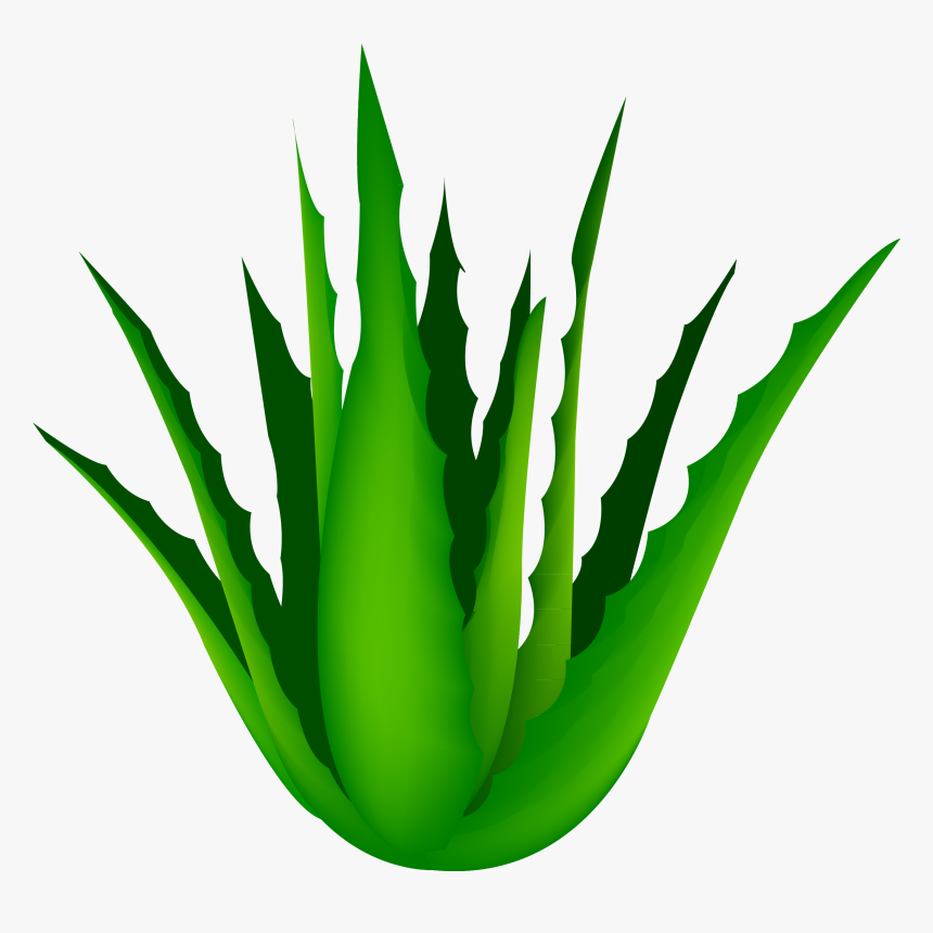 Clip Art Free Agave Vector Cartoon - Aloe Vera Transparent Background, HD Png Download, Free Download